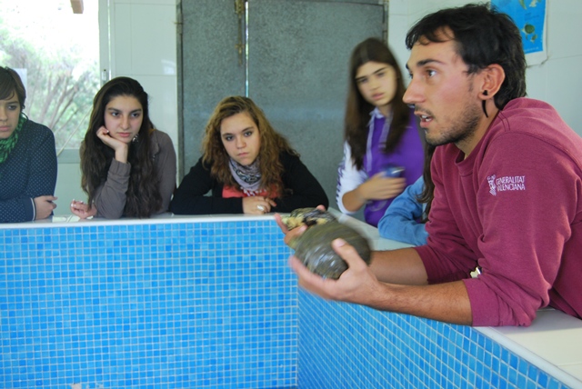 El Centro de Recuperación de Fauna del Saler ya ha salvado a más de 500 tortugas