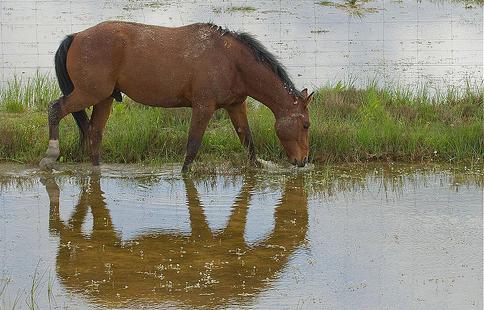 Dan la voz de alarma que Doñana "no soporta más contaminación de nitratos