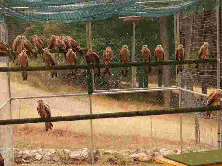 Recuperando al Milano Real