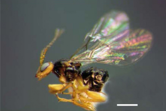 Hallan tres nuevas especies de avispas en Costa Rica y Panamá