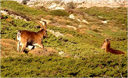 Impulsan un proyecto de recuperación de la cabra montés en la Sierra de Orce