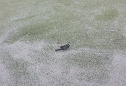 Instalaciones de padel del Campus Universitario de Tafira