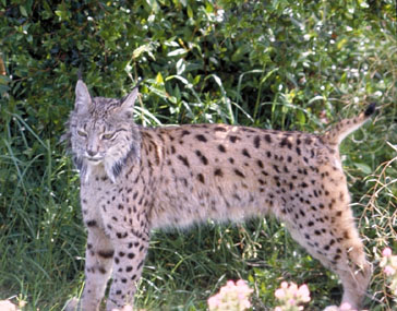 Ecologistas denunciará ante la Fiscalía la muerte del lince tiroteado en Doñana