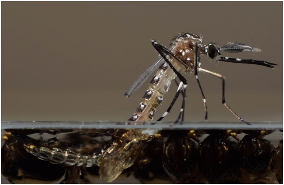 Mosquitos transgénicos en Brasil: quién no sospecharía una relación con el Zika