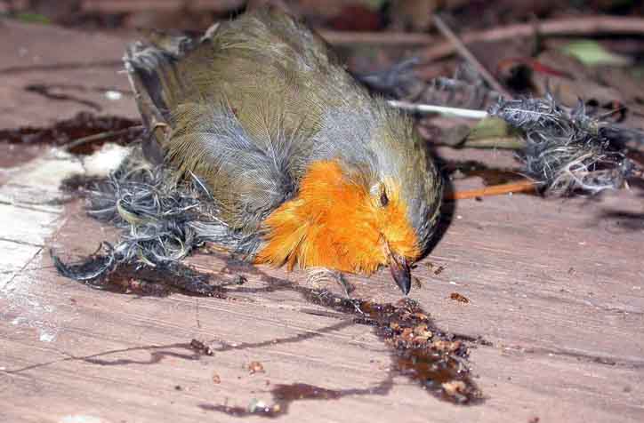 SEO/BirdLife demanda la suspensión inmediata de la resolución de la Consejería de Medio Ambiente de la Generalitat Valenciana por la que autoriza la caza con parany