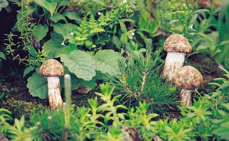 Setas y plantas medicinales