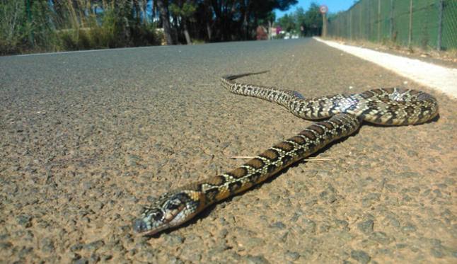 La serpientes se ‘propagan’ en Ibiza