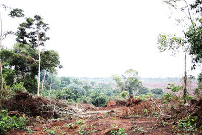La producción de aceite de palma y azúcar