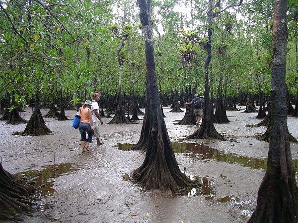 Fundan alianza por los manglares