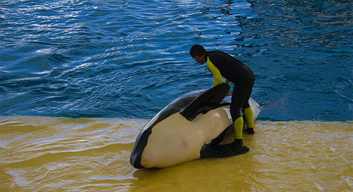 Proyecto gran simio pide el cierre inmediato del orcario de loro Parque en Tenerife
