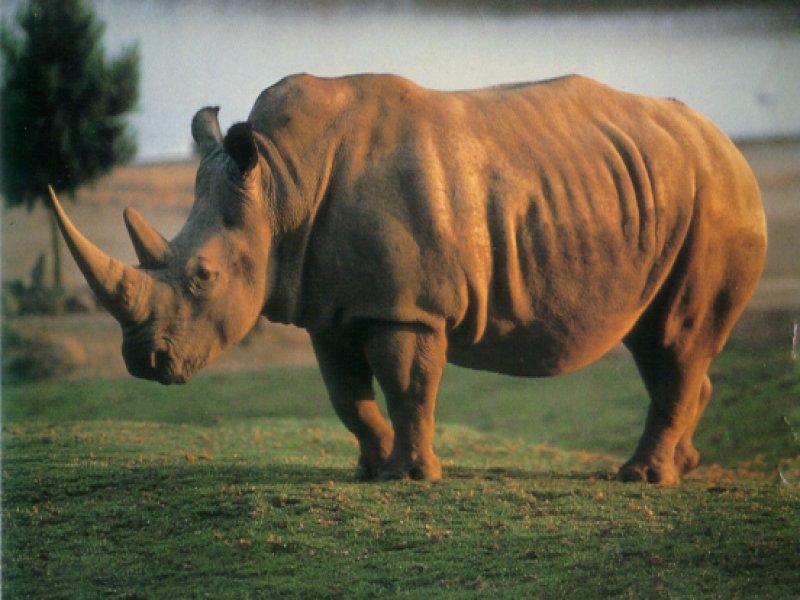 Muere el último rinoceronte de Java a manos de cazadores furtivos