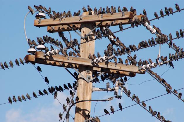 Los huevos de estorninos permiten rastrear la presencia de contaminantes organohalogenados en tres continentes