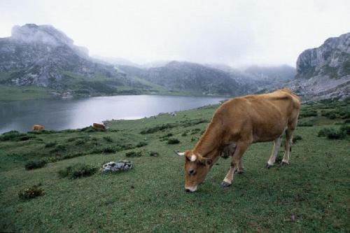 Ayudas para la ganadería para el área de influencia socieconómica de Picos de Europa
