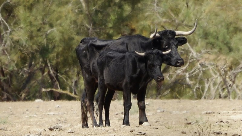 Qué pasará con los toros de la ‘Illa dels bous en el Ebre’