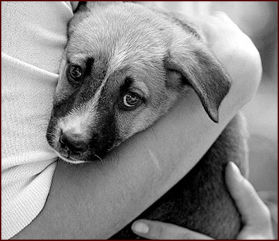 Campaña para adoptar mascotas y donar alimento a las entidades protectoras