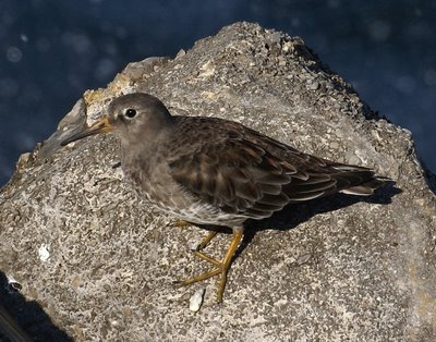 Cantabria presentará este lunes su experiencia contra el uso ilegal de cebos envenenados