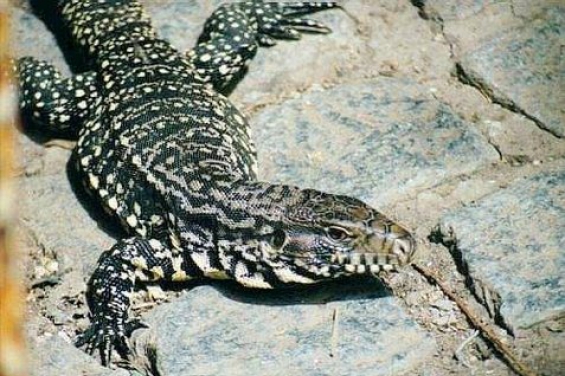 Argentina. Secuestraron 205 especies de animales en el barrio porteño de Pompeya