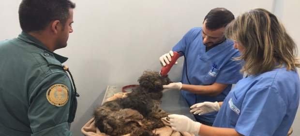 Rescatan en los bajos de un edificio de Cambados a una perra abandonada y moribunda