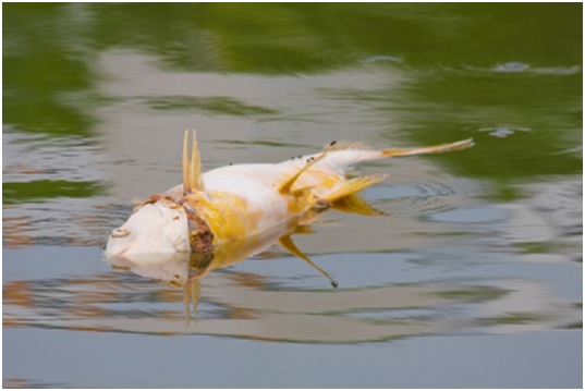 Agua contaminada de Europa mata a la fauna y la flora local