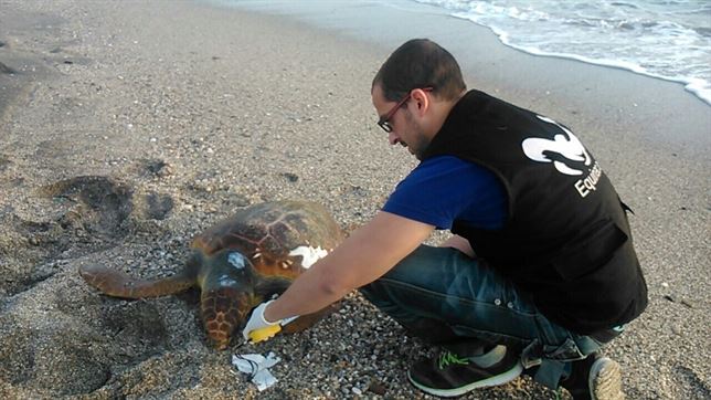 Muerte de tortugas bobas a lo largo de las playas de Almería