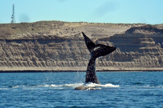 Argentina. El 17 de junio se lanza la temporada de ballenas en Puerto Pirámides