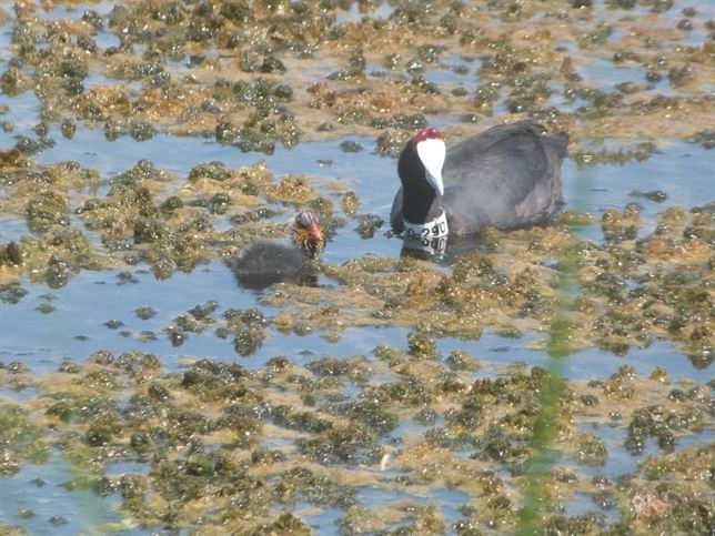 La Charca de Suárez de Motril acoge la mayoría de la cría de aves de Granada