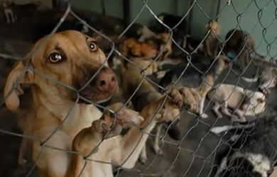 Medio Ambiente anuncia una Ley para proteger a los animales de compañía