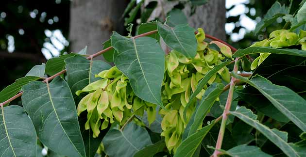 Especies exóticas invasoras se ‘instalan’ en Logroño