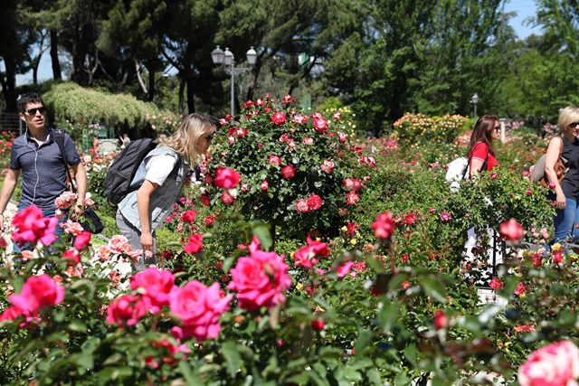 Más de 90 variedades de rosas competirán en el XVII concurso popular Rosa de Madrid