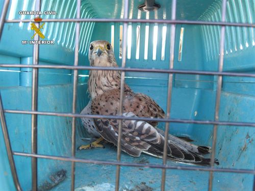 Agentes de la Guardia Civil recuperan cinco aves que presentaban heridas que les impedía volar