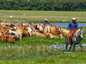 Brasil. Certificación genética busca salvar especie en extinción