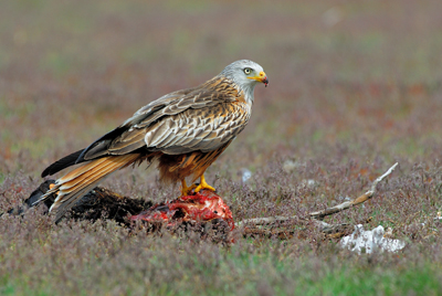 Arranca un programa de seguimiento de milanos reales en Valladolid