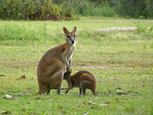 Los ancestros de los canguros australianos modernos eran sudamericanos