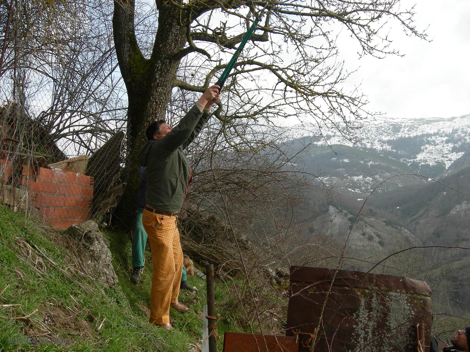 Un proyecto trata de recuperar los árboles frutales adaptados al clima de la provincia de León