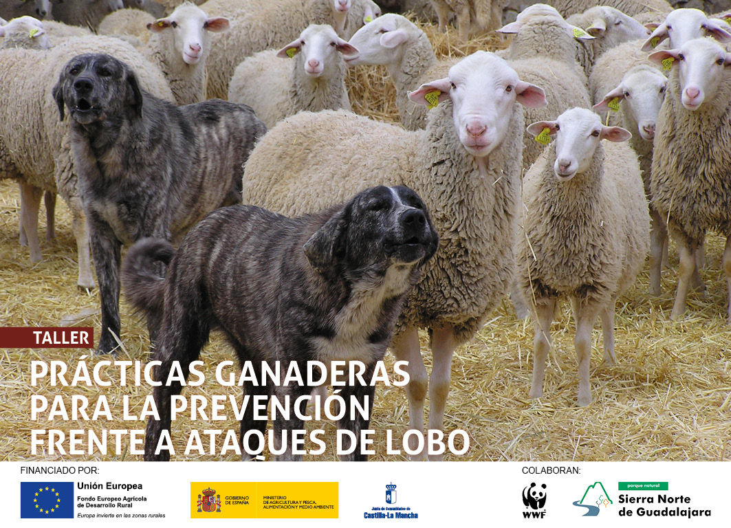 Taller. La coexistencia de la ganadería y el lobo
