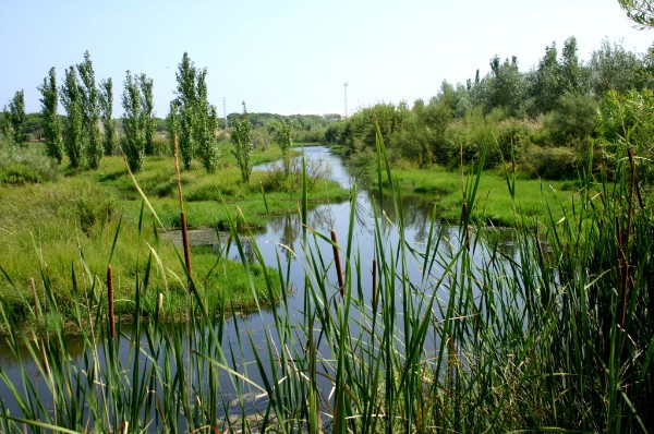 Inditex y la consejería gallega de Medio Ambiente colaborarán en la mejora de la calidad genética forestal de Galicia