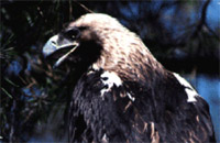 La Fundación para la Investigación y el Desarrollo Ambiental presenta la nueva web “Vigilantes de la Naturaleza”