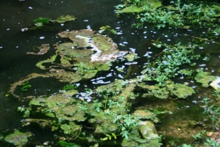 Contaminación en el río Guadalevín de la Serranía de Ronda