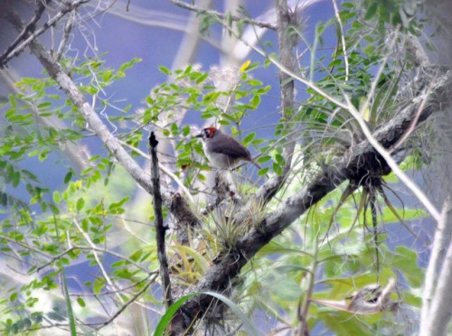 El flujo de información es vital para la adaptación basada en ecosistemas –experto
