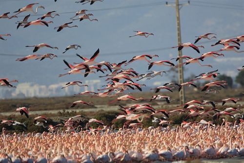 CatalunyaCaixa construirá un museo sobre la naturaleza del Delta de lEbre