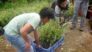 Sembrarán tres millones de árboles en Reserva de Manantiales de Guatemala