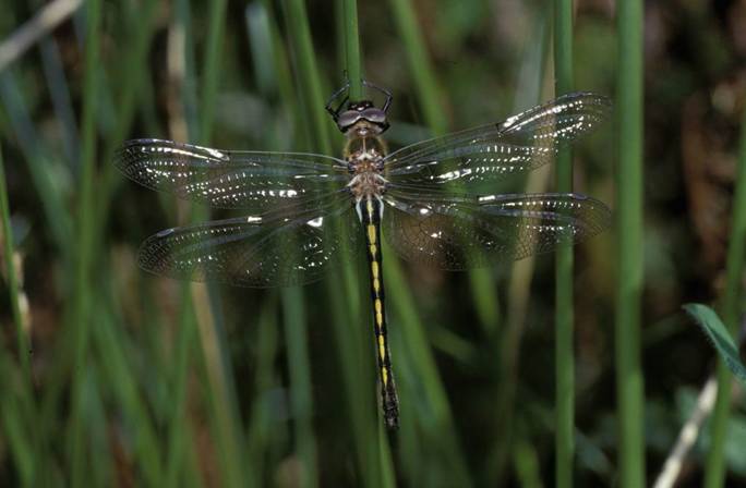 Red Europea Natura 2000. Andalucía declara 22 espacios naturales como Zonas Especiales de Conservación