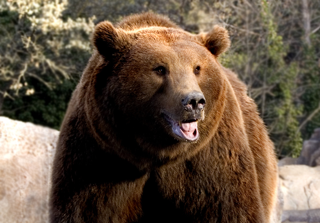 Hallada muy grave una hembra de oso pardo cantábrico en Cangas del Narcea