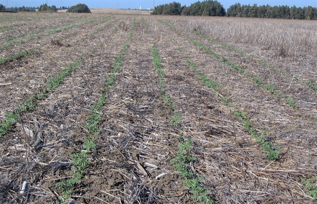 La agricultura de conservación puede evitar la erosión por lluvias