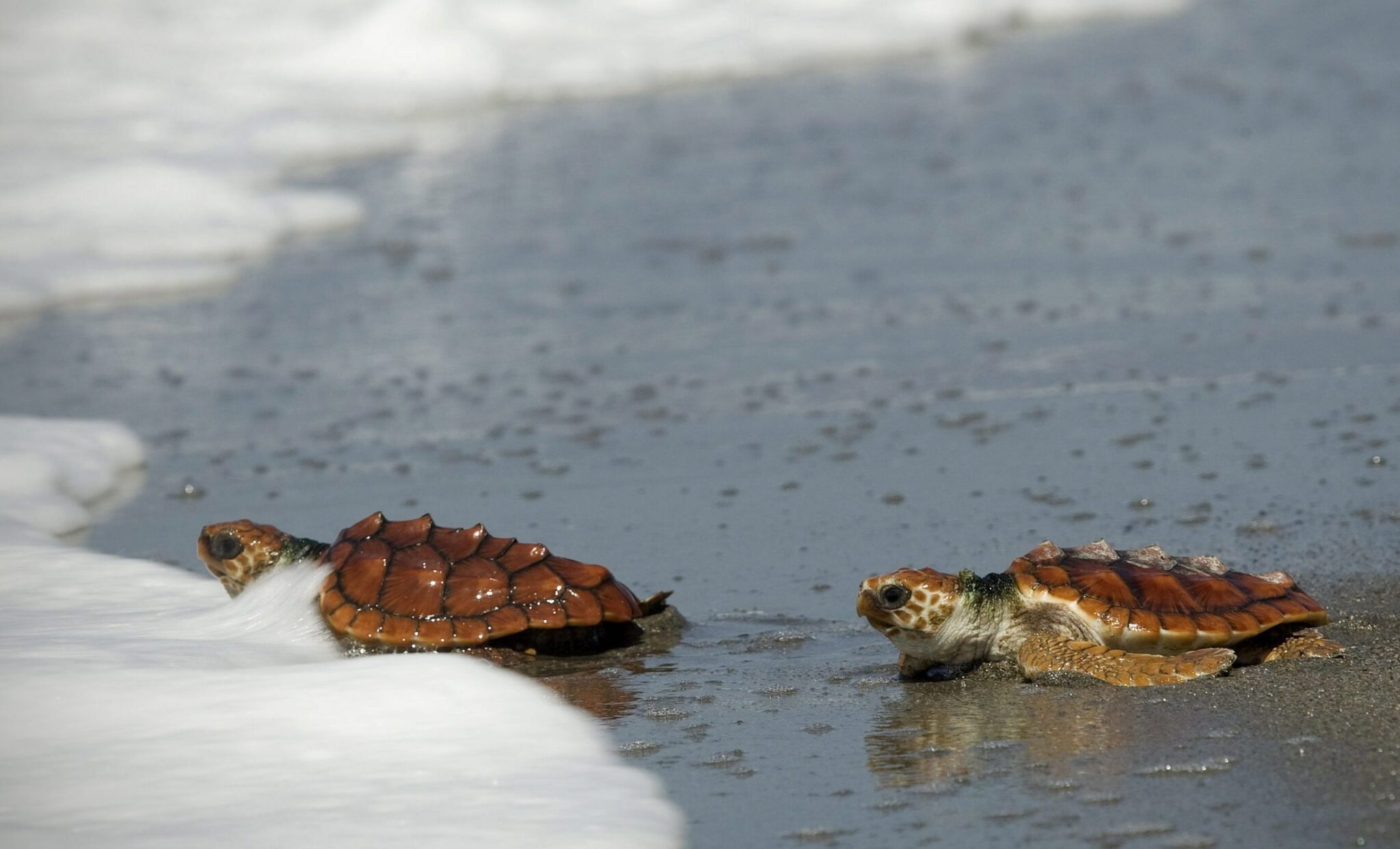 Devuelven al mar dos tortugas boba en Fuerteventura