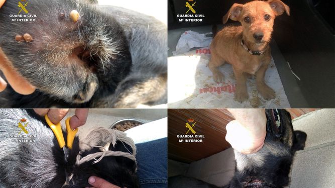 Detenida una mujer por dar palizas constantes a varios perros en su casa de Murcia