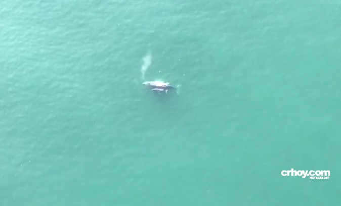¡Costa Rica enamora! Espectaculares imágenes de una ballena y su cría en Puntarenas
