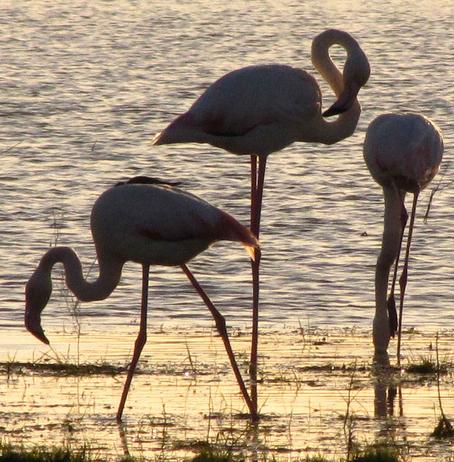 Más de 400 voluntarios participan en el anillamiento de 600 flamencos en la laguna de Fuente de Piedra