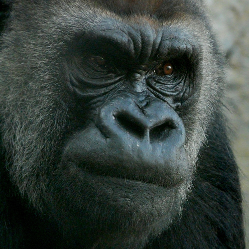 Los gorilas podrían desaparecer en el centro de África en un plazo de 15 años