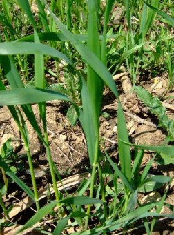 Diferentes formas de liberarse de la grama